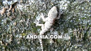 Salamanquesa común Tarentola mauritanica  Common Wall Gecko  Osgamoura [upl. by Llertnom]