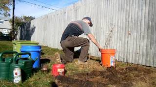 Planting Black Chokeberry [upl. by Onitselec529]