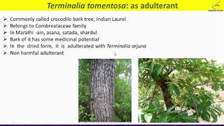 Terminalia arjuna and Terminalia tomentosa adulteration Terminalia morphology uses [upl. by Mossman185]