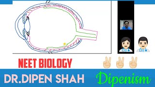 STRUCTURE OF EYE DIAGRAM  PART 1 Dipenism NEET Biology [upl. by Jasik902]