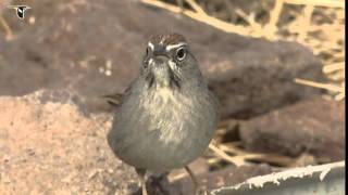 A Rufouscrowned Sparrow drinking [upl. by Kotz]