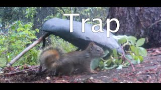 How to build a Squirrel Trap with Rocks and Sticks [upl. by Azal820]