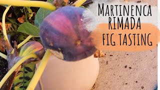 First Fig Taste Martinenca Rimada [upl. by Dachy]