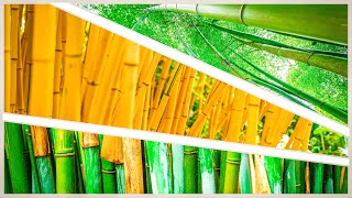 5 Reasons to Grow Bamboo in YOUR UK Garden [upl. by Niriam]