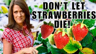 Winterize Your Strawberry Plants NOW or Risk Losing Them [upl. by Zeuqcaj]