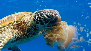 Turtle Eats Jellyfish [upl. by Gnot522]