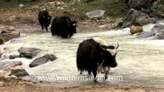 Himalayan Yaks in Sikkim beyond Thangu [upl. by Shotton]