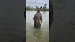 KANGAROO🦘 attacks DOG 🐕 😱 dog kangaroo dogsavekangaroo funnyvideos [upl. by Chandler765]