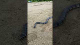 Venomous Yellowlipped sea krait is on its way back into the ocean [upl. by Stolzer]