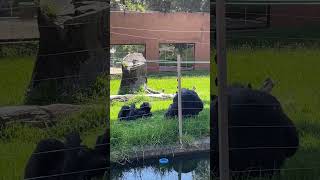 Relaxing Chimpanzees in Johannesburg Zoo chimpanzee animals wildlife shorts viral telugushorts [upl. by Dianuj]