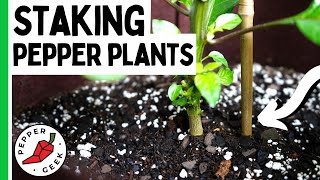 Staking Pepper Plants  How To Support Peppers  Pepper Geek [upl. by Juana]