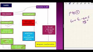 Lecture 64 DNA damage  2nd year MBBS  MD Pathology General Pathology  Robbins notes [upl. by Fritzie]