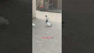 pigeon attitudewhatsappstatus bird viralvideo kabutar birdspecies [upl. by Kerr]