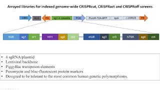 Understanding prion neurodegeneration using arrayed genomewide perturbation [upl. by Aliam]