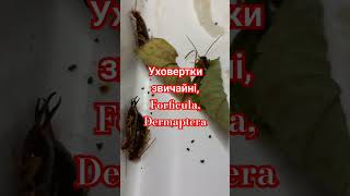 Common Earwigs Forficula auricularia DERMAPTERA ЗВИЧАЙНІ ЩИПАВКИ або ВУХОВЕРТКИ Энтомология [upl. by Javier540]