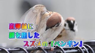 Ep28 放鳥３年・産卵前に４km離れた場所から会いに来たスズメの「ペンギン」 [upl. by Etsirk826]