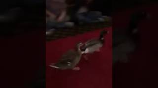 Peabody Hotel Duck March [upl. by Elana]