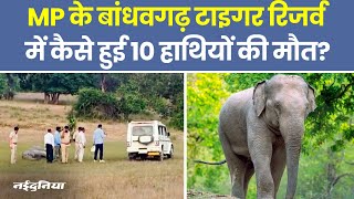 Madhya Pradesh Elephant Death Tragedy MP के बांधवगढ़ टाइगर रिजर्व में कैसे हुई 10 हाथियों की मौत [upl. by Lehteb765]