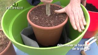 Fruitier en pot  plantation et entretien  Truffaut [upl. by Eppie]