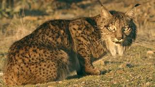 WILDPIX TRAVEL IBERIAN LYNX PHOTO TRIP 720P [upl. by Ihdin257]