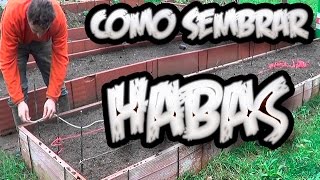 Como Sembrar Habas  Huerto Organico  La Huertina De Toni [upl. by Elatsyrc147]