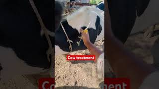 Cow treatment intramuscular injection vetdrafaqrana cow animal vet livestockfarming farming [upl. by Il]