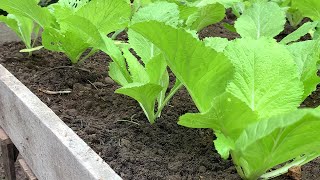 a new way to grow Brassica juncea [upl. by Suzann]