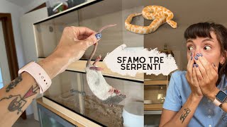 DO DA MANGIARE AI MIEI SERPENTI 🐍 [upl. by Zilber]