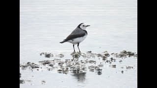 Whitefronted Chat  Point Cook Coastal Park Cheetham Wetlands [upl. by Arney250]