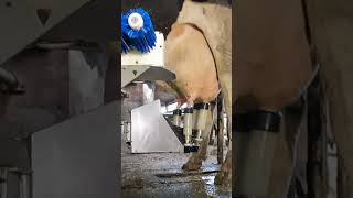 Robotic milking fullwood JOZ merlin M2 [upl. by Norym212]