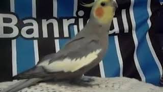 Calopsita cantando o hino do grêmio [upl. by Nagiam]