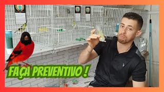 Como fazer Preventivo para Pintassilgos [upl. by Nanni]