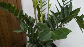 ZZ Plant  5 care points you wanted to know for keeping it indoors [upl. by Saerdna994]