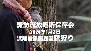 鷹狩 2024年浜離宮恩賜庭園お正月イベント [upl. by Eelsew550]