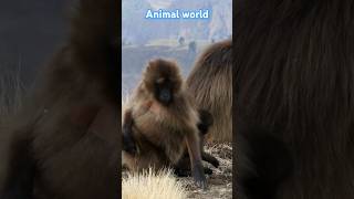 Animal world 4kultrahdnature shorts animals [upl. by Poole469]