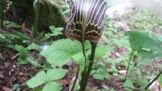 Cobra Lily Arisaema fargesii [upl. by Nosnor]