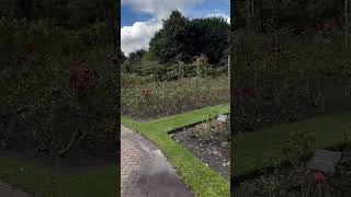 Regents Park  Queen Mary’s Rose Garden in autumn 🍂 rosegarden rose gardening flowers [upl. by Calvinna]