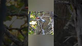 Red bellied woodpecker finds large nut jamesbrown ifeelgood [upl. by Raphaela497]