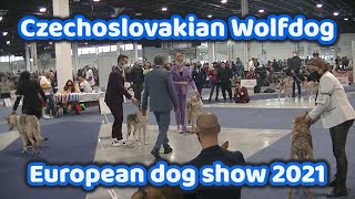 Czechoslovakian Wolfdog European dog show 2021 [upl. by Glen701]