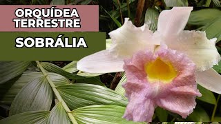 DICAS DE COMO CULTIVAR ORQUÍDEA TERRESTRE SOBRÁLIA [upl. by Engvall]