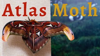 9 Amazing Atlas Moth Facts [upl. by Einnaf]