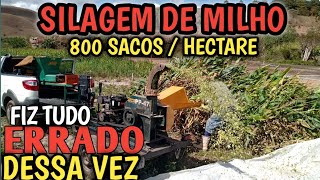 Silagem de milho 800 sacos por hectare FIZ TUDO ERRADO DESSA VEZ [upl. by Porta408]