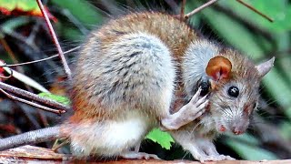 Bot Fly Parasites Infest Backyard Wood Rat [upl. by Joselow]