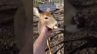 Hazel and Honey time deer pets [upl. by Poul]