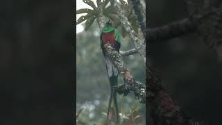 Resplendent Quetzal shorts quetzal [upl. by Yurt]