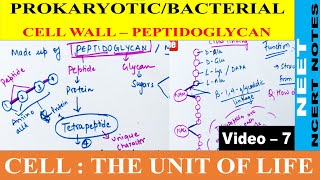 Bacterial Cell Wall Structure and Function in Hindi  Peptidoglycan Cell Wall  Class 11  NEET 2022 [upl. by Feodore]