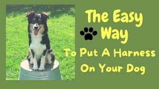 The Easy Way to Put a Harness On Your Dog [upl. by Nwahsit]