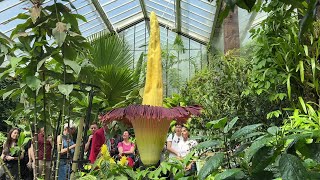 Rare giant corpse flower blooms at Londons Kew Gardens  AFP [upl. by Arodasi]