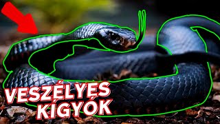 10 Legveszélyesebb Mérges Kígyó ⚠️😳 [upl. by On]