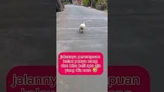 Bebek lucu berjalan sambil dansa dance bebek [upl. by Aittam192]